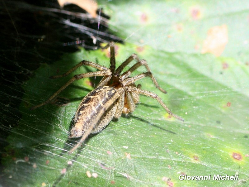 Agelenidae: Agelena labyrinthica - Pontevecchio di Magenta (MI)